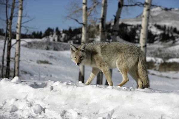Coyote, Canis latrans, — Stock Photo, Image