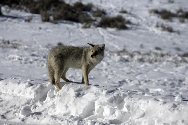 Coyote, Canis latrans, — Photo