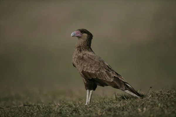 Crested caracara, Caracara cheriway — Stock Photo, Image