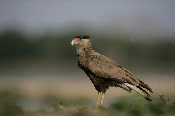 Caracara Crestado, Caracara cheriway —  Fotos de Stock