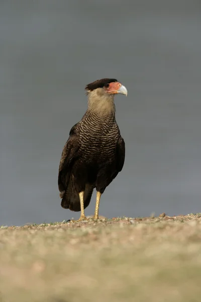 Caracara crête, Caracara cheriway — Photo