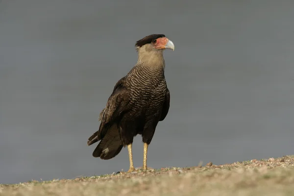 Caracara Crestado, Caracara cheriway —  Fotos de Stock