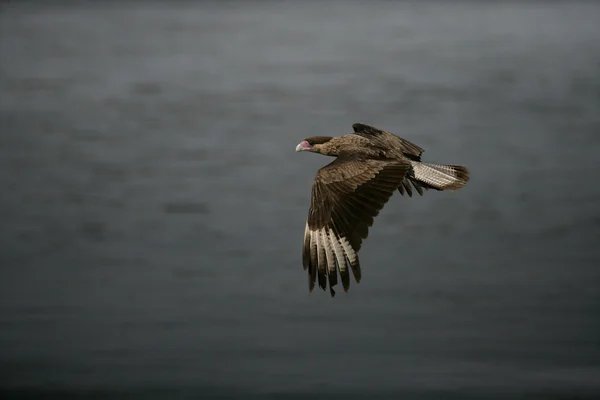 Schopfkaracara, Caracara cheriway — Stockfoto