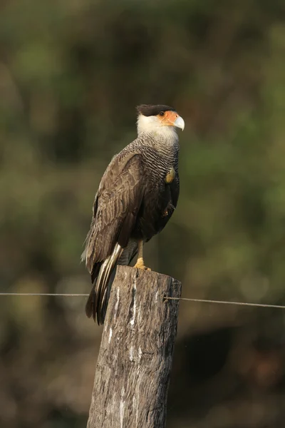 Tepeli caracara, caracara cheriway — Stok fotoğraf