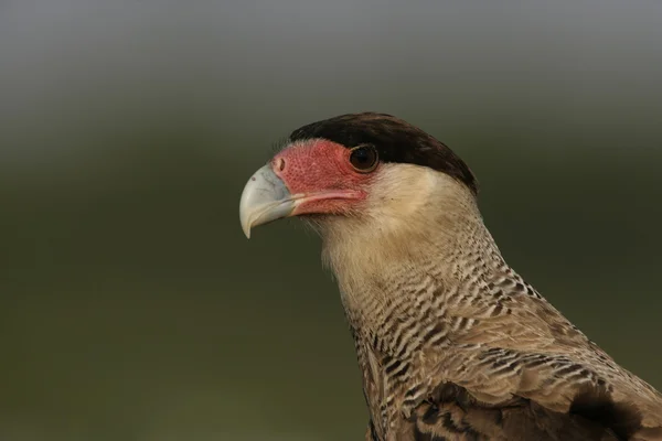 Caracteres Crested, Cheriway de Caracara — Fotografia de Stock