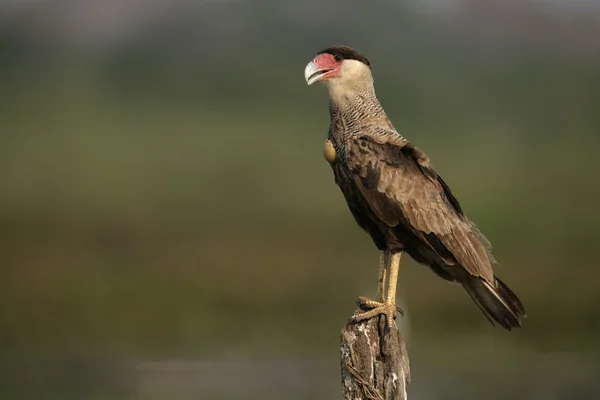 Tepeli caracara, caracara cheriway — Stok fotoğraf