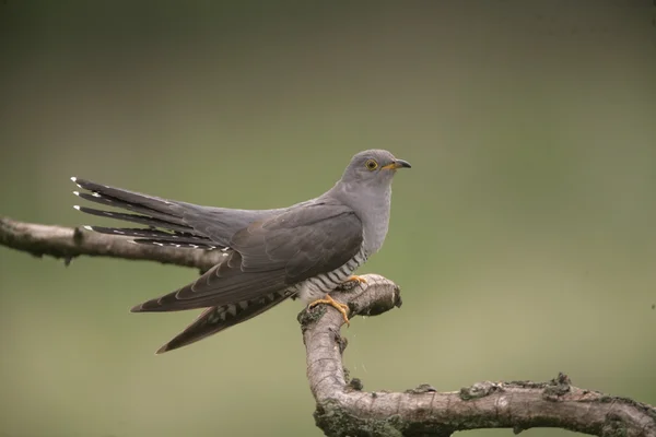 Koekoek, cuculus canorus — Stockfoto