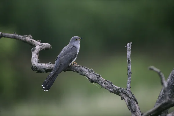 Cuckoo, Cuculus canorus — Stock Photo, Image