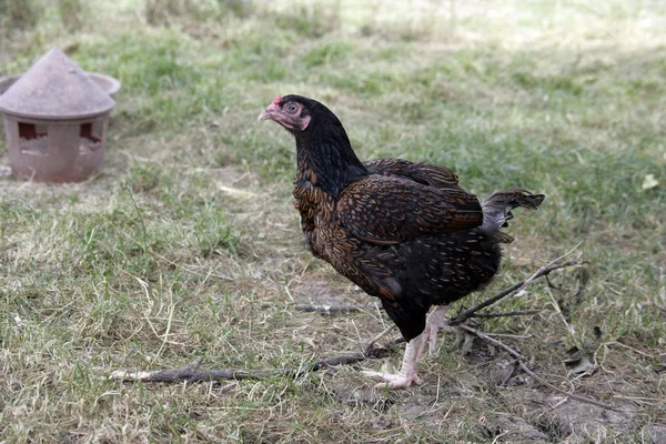 Mörka indiska spelet — Stockfoto