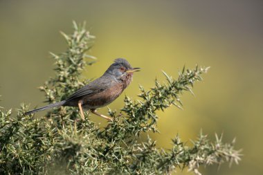 sylvia ötleğendir,