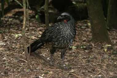 esmer uzun bacaklı guan, penelope obscura