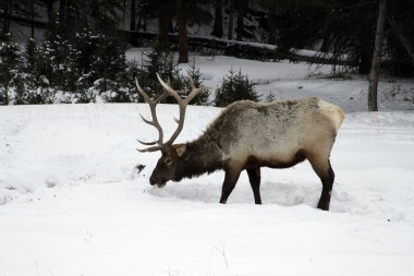 Elk, Cervus elaphus