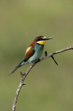 Avrupalı Arı yiyici, Merops apiaster