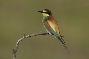Avrupalı Arı yiyici, Merops apiaster
