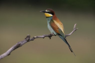 Avrupalı Arı yiyici, Merops apiaster