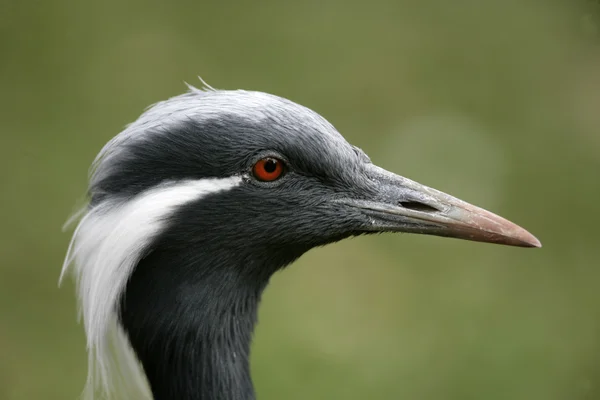 Jufferkraanvogel — Stockfoto