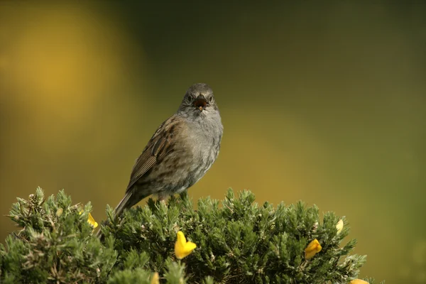 Dunnock eller hedge sparrow, prunella modularis, — Stockfoto