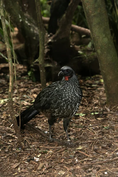 Mörk-legged guan, penelope obscura — Stockfoto