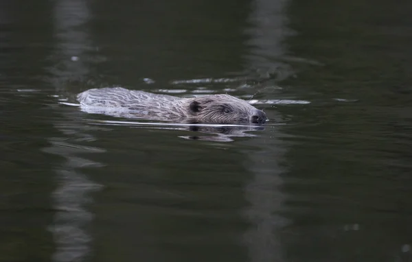 Avrupa beaver, castor lif — Stok fotoğraf