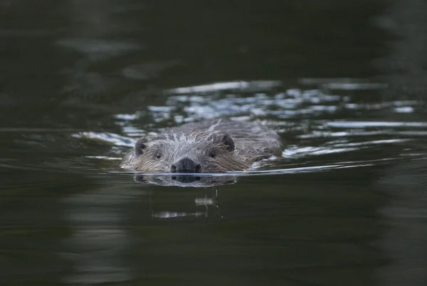 European beaver, Castor fiber — Stock Photo, Image