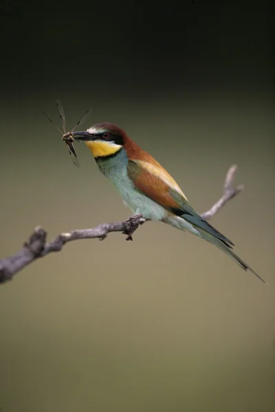 Apicoltore europeo, Merops apiaster — Foto Stock