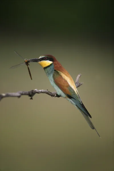 Apicoltore europeo, Merops apiaster — Foto Stock