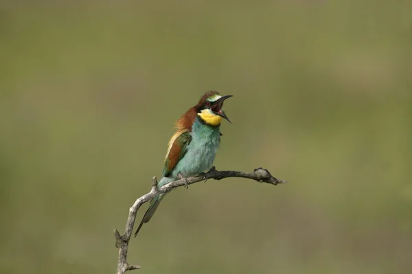 Europese bijeneter, Merops apiaster — Stockfoto