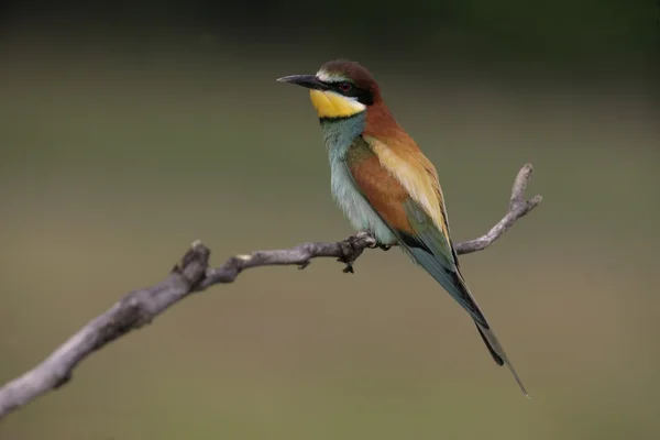 European Bee-Eater, Merops apiaster — Stock fotografie