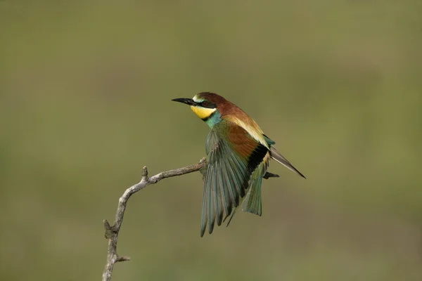 European Bee-Eater, Merops apiaster — Stock fotografie