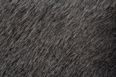 Avrupa moose, alces alces machlis