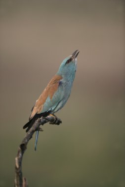 Avrupa-makara coracias garrulus,