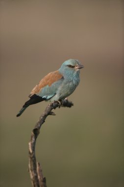 Avrupa-makara coracias garrulus,