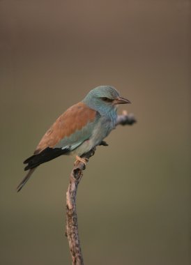 Avrupa-makara coracias garrulus,