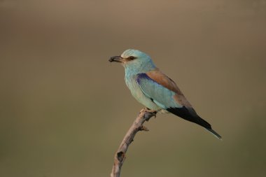Avrupa-makara coracias garrulus,