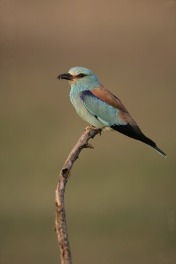 Avrupa-makara coracias garrulus,