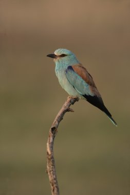 Avrupa-makara coracias garrulus,