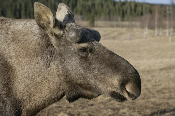 European moose, Alces alces machlis