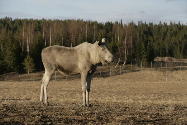 European moose, Alces alces machlis — Stock Photo, Image