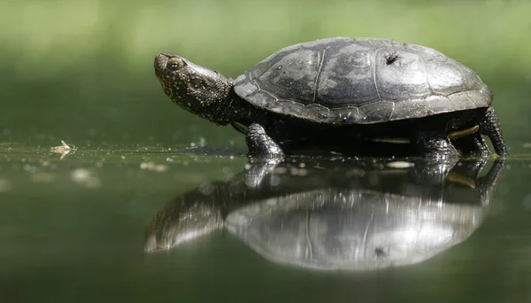 European pond turtle, Emys orbicularis, — Stock Photo, Image