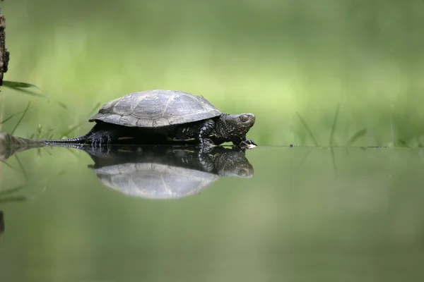 European pond turtle, Emys orbicularis, — Stock Photo, Image