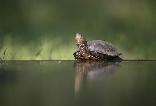 Europäische Teichschildkröte, emys orbicularis, — Stockfoto