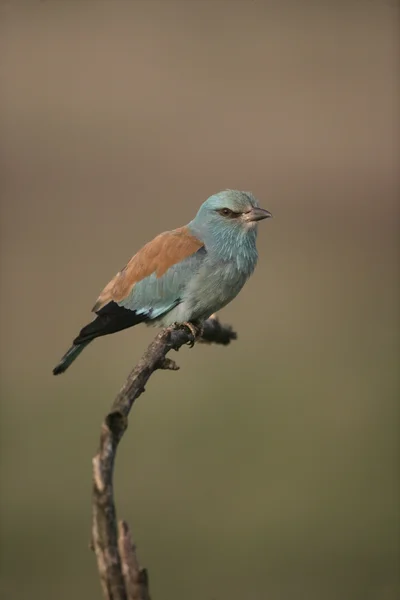 Rodillo europeo, Coracias garrulus , —  Fotos de Stock