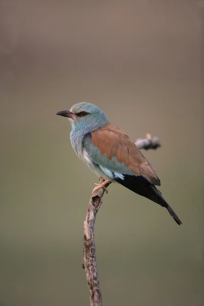 Rolo Europeu, Coracias garrulus , — Fotografia de Stock