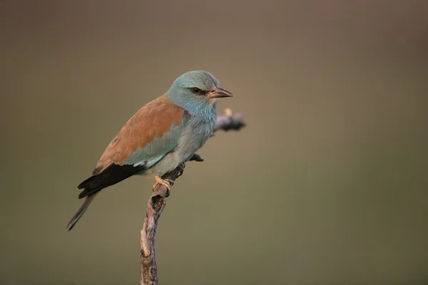 European roller, Coracias garrulus, — Stock Photo, Image