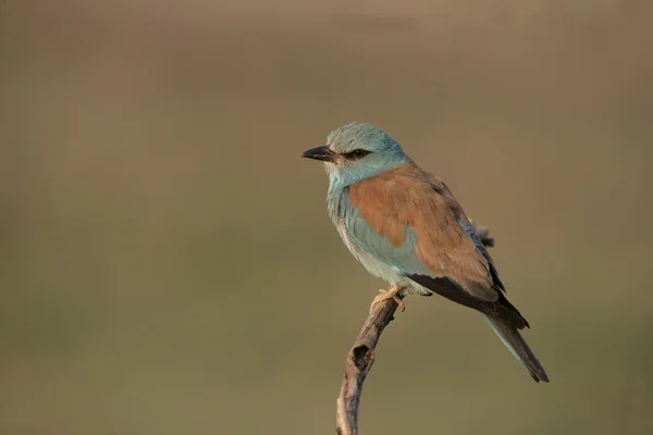 Kraska, coracias garrulus, — Zdjęcie stockowe