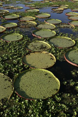 Dev amazon nilüfer, victoria amazonica