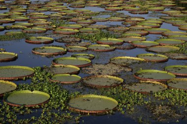 Dev amazon nilüfer, victoria amazonica