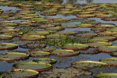 Dev amazon nilüfer, victoria amazonica