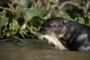 Dev-nehir su samuru, pteronura brasiliensis