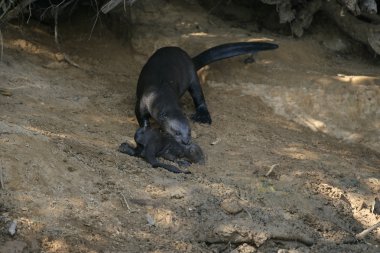 Dev-nehir su samuru, pteronura brasiliensis